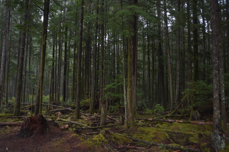 old-growth forest